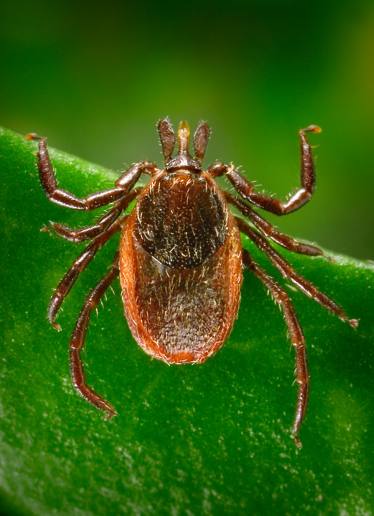 texas tick identification dark head brown body