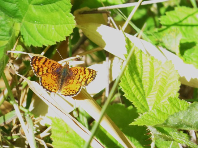 BC-Mylitta-Crescent-Phyciodes-mylitta.jpg