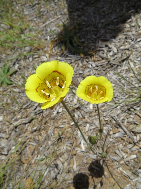 BC-Yellow-Mariposa-Lilly-Calochortus-luteus.jpg