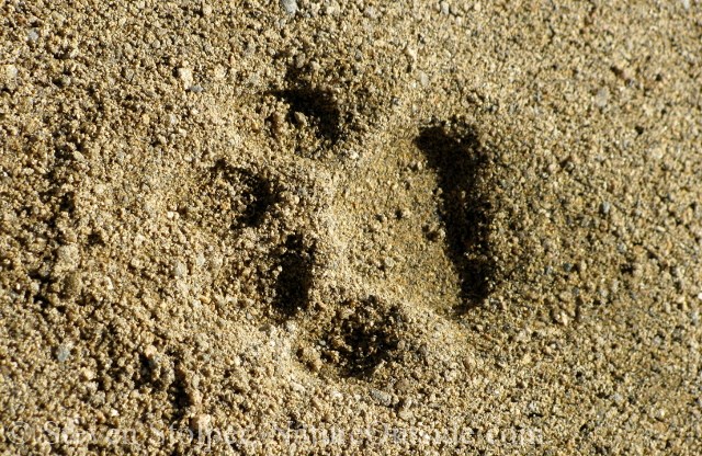 mountain lion tracks versus dog