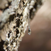 pine sap dripping