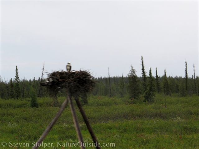 osprey nest on telegraph pole