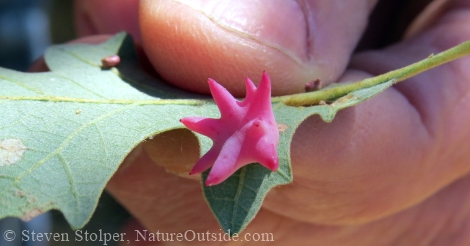 Spined Turban Gall