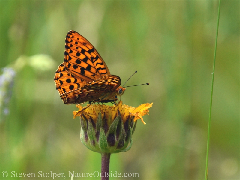 Hydaspe Fritillary Butterfly