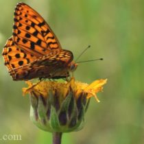 Hydaspe Fritillary Butterfly