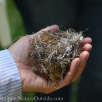 bird's nest in hand