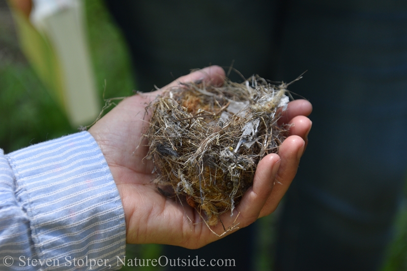 bird's nest in hand