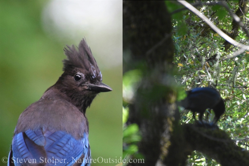 Steller's Jay