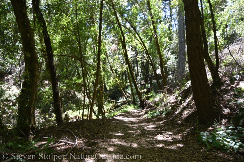 forest path