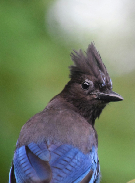 Steller's Jay