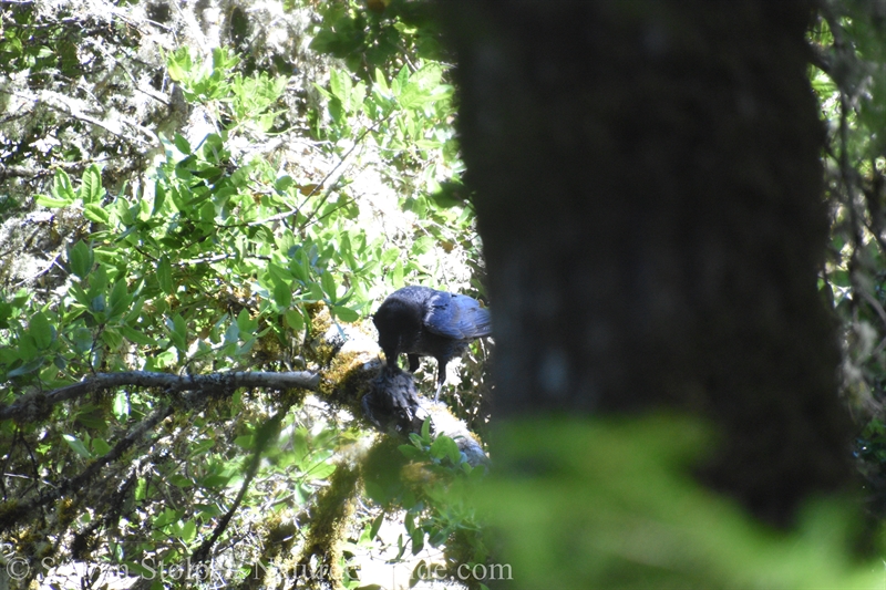 Raven eating fledgling