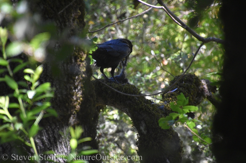 Raven eating fledgling