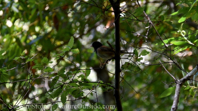 Dark eyed Junco