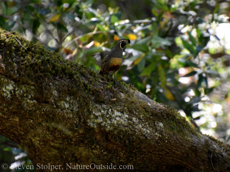 California Quail