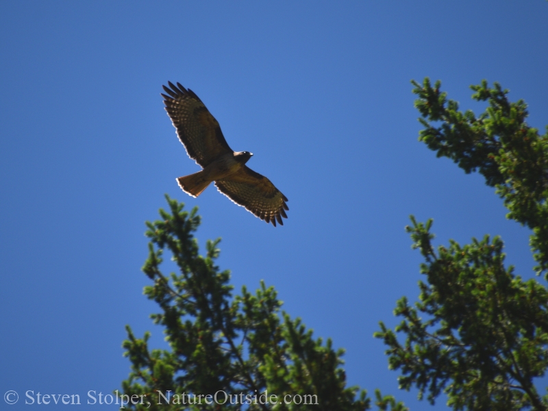 Red-tailed Hawk