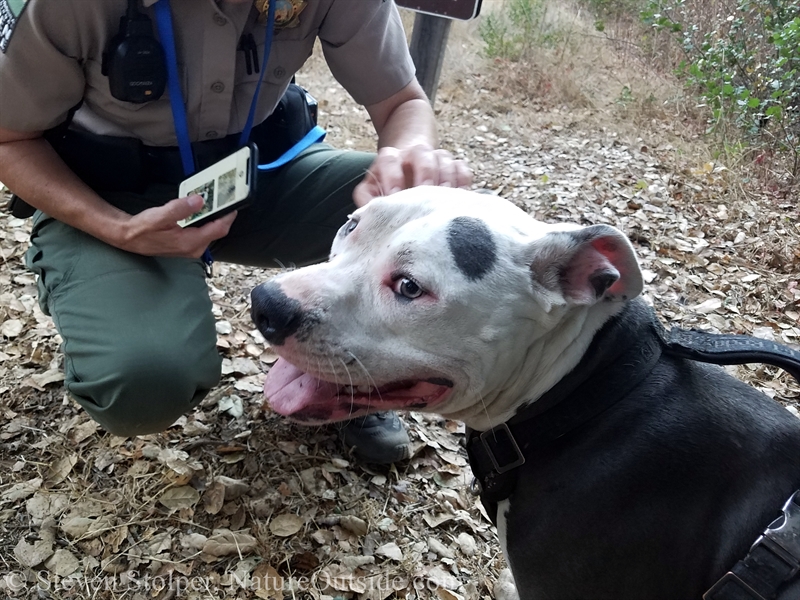 Pitbull mix dog