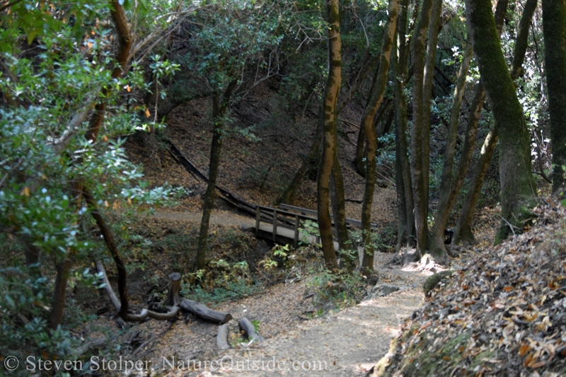 trail through woods