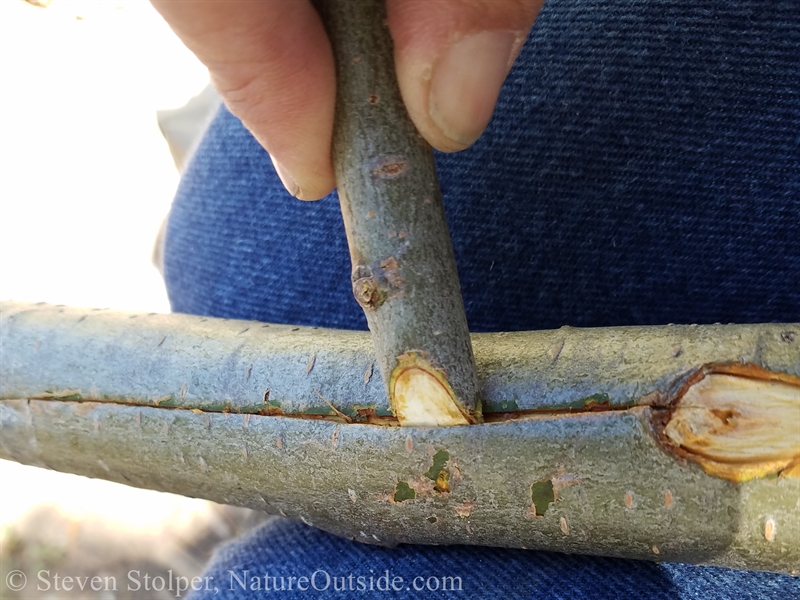 harvesting bark