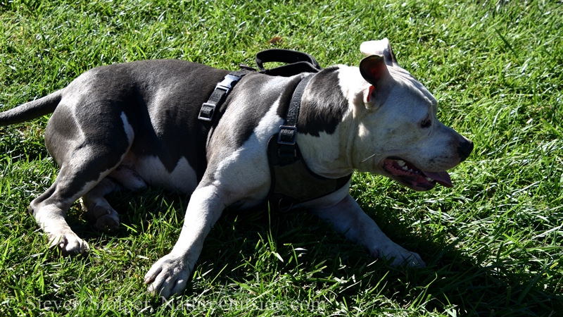 dog laying on grass